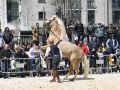 Espectáculo ecuestre de doma, uno de los principales atractivos de la jornada festiva