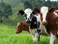 La USC descubre nuevas propiedades del calostro bovino frente a células tumorales gastrointestinales El estudio del IDIS analiza el efecto de las vesículas extracelulares presentes en el calostro bovino sobre modelos de cáncer gastrointestinal