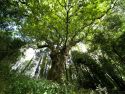 Ecobosque do Banquete de Conxo