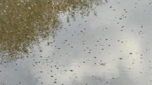 Estado actual de las aguas del río Sar