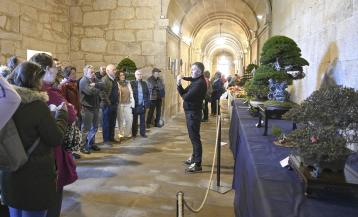 A mostra reunirá participantes de toda Galicia e combinará exposición floral, actividades divulgativas e recoñecementos ao cultivo da camelia durante toda a fin de semana