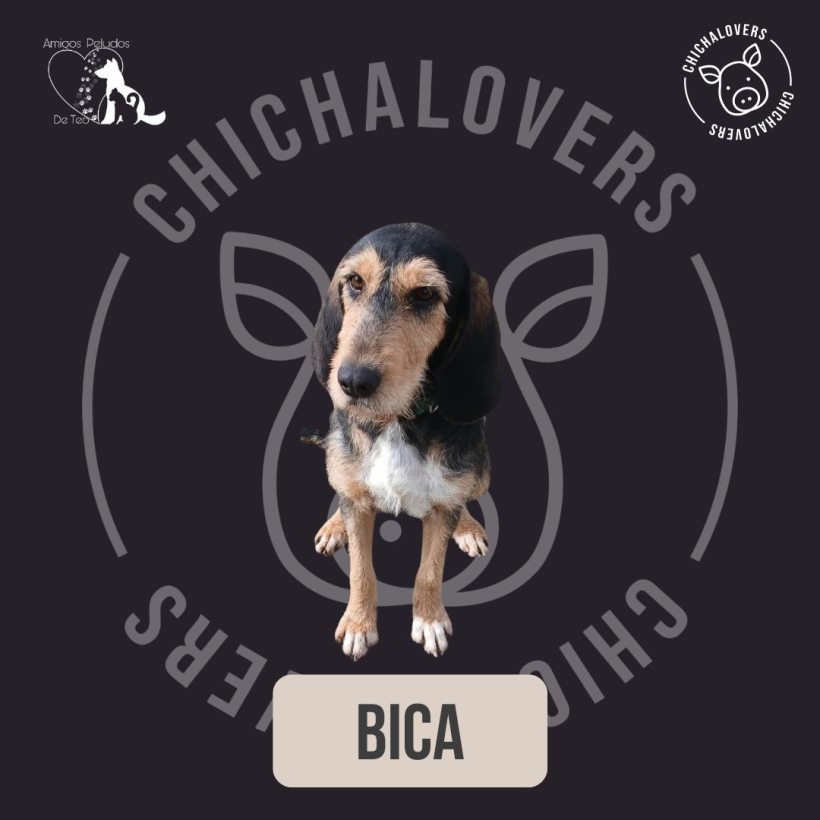 Bica, una de las perras en adopción de la Asociación Amigos Peludos de Teo, protagonista de la campaña