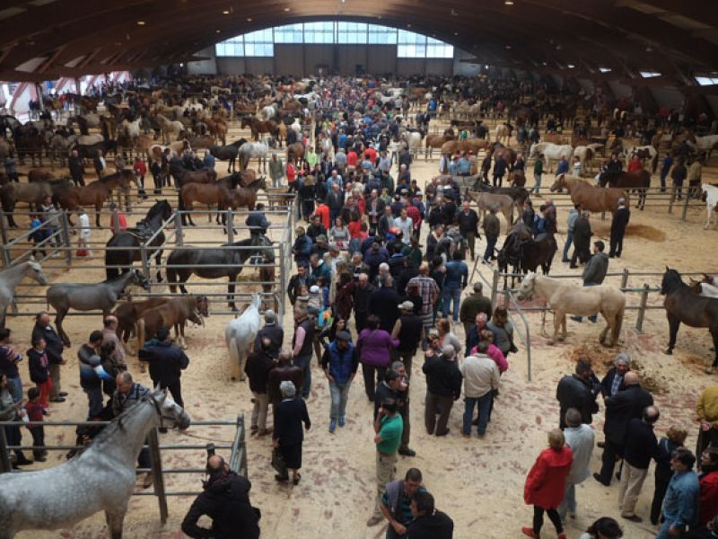 FEIRA CABALAR CABALOS AMIO STANDAR