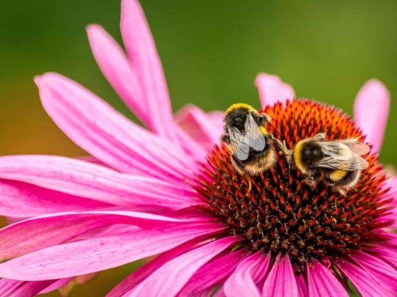Abejas polinizando una flor
