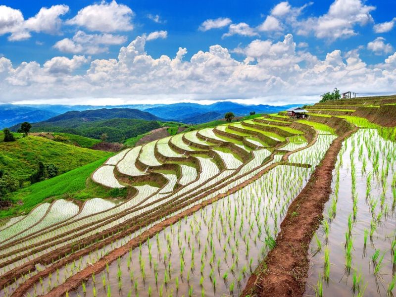 Terraza campo arroz ban pa bong piang chiangmai tailandia 335224 966