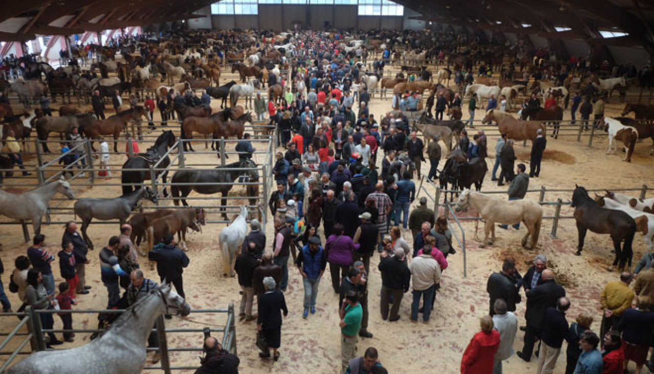 FEIRA CABALAR CABALOS AMIO STANDAR