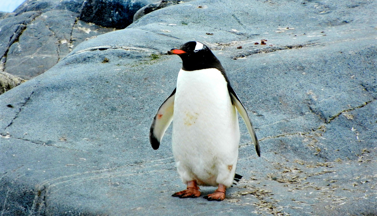 Foto de archivo de pingüino