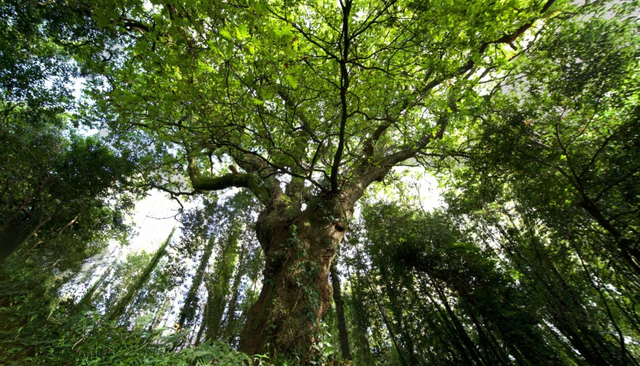 Ecobosque do Banquete de Conxo