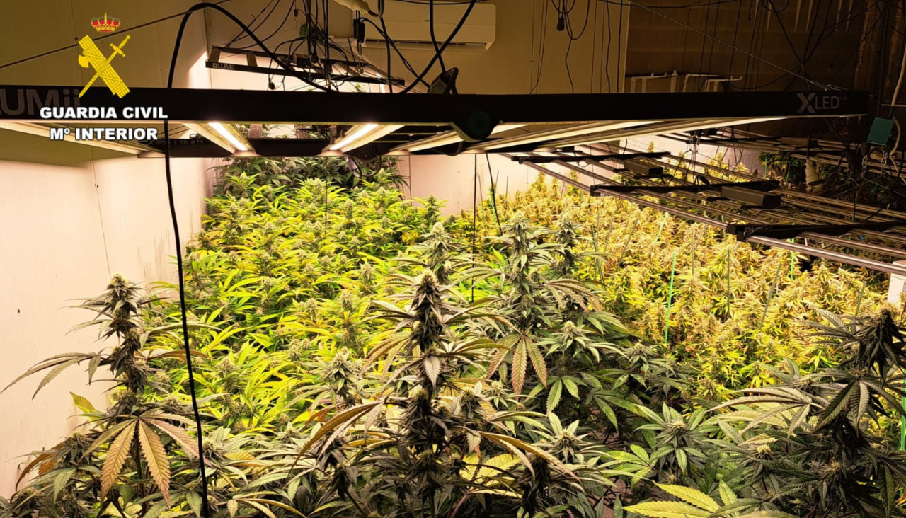 Parte de las plantas de cannabis intervenidas por la Guardia Civil en las naves industriales de Oroso y O Pino