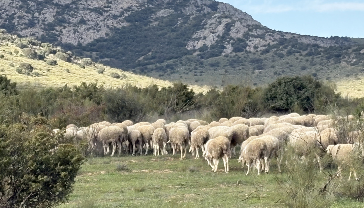Quesería 1605, con ganadería propia de 1.200 ovejas, elabora sus quesos de forma artesanal desde la obtención de la leche hasta la maduración.