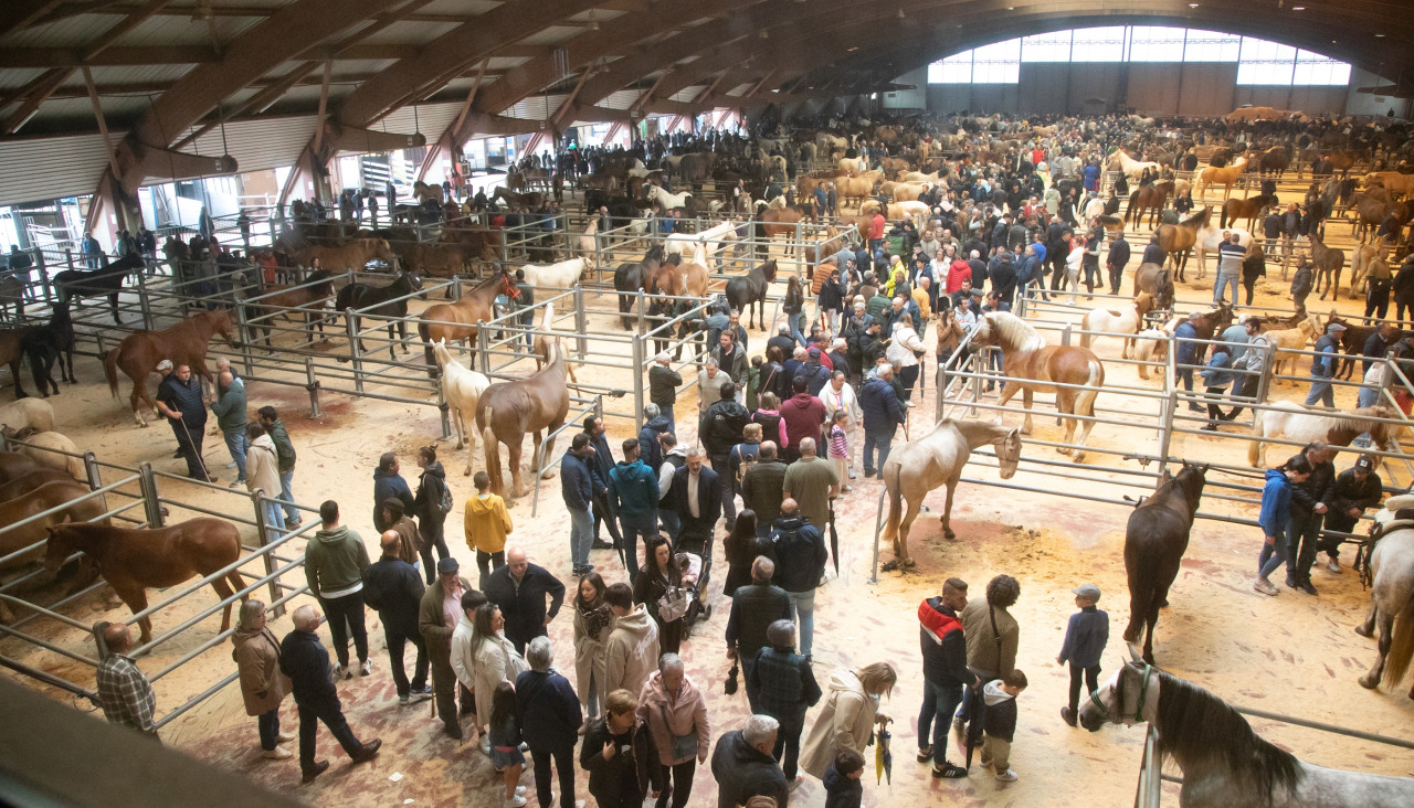 Los caballos participantes compitieron en las modalidades de andadura tradicional gallega de marcha serrada y chapeada durante la Feira Cabalar da Ascensión