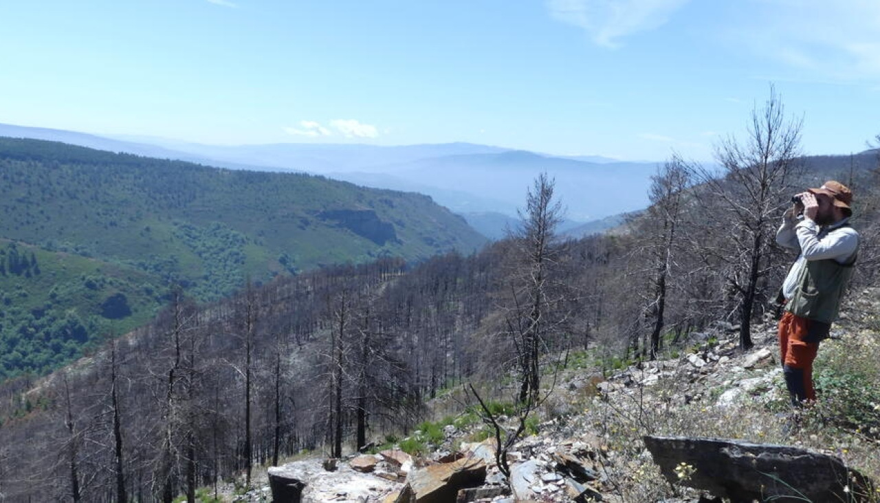 Os resultados revelan que a resposta das aves non depende só das características do incendio, senón de como era o ecosistema antes do lume