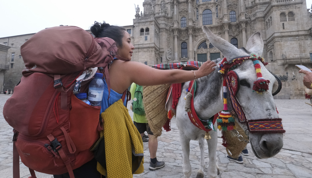 SANTIAGO DE COMPOSTELA (ESPAÑA), 13/08/2026.- La Asociación del Asno de Pura Raza Andaluza (Asnopra) completa este jueves en la Plaza do Obradoiro el Camino de Santiago con una decena de burros en una iniciativa de promoción para contribuir a salvar de la extinción a esta raza. EFE/ Xurxo Martínez
