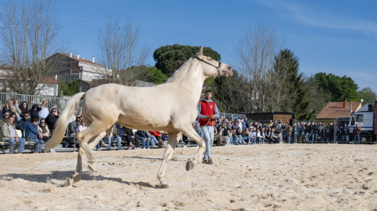 20260405_Padron_Pascua_Feira_Cabalar-26